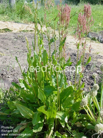 sorrel